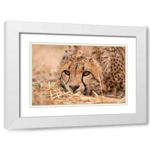 Cheetah Resting White Modern Wood Framed Art Print with Double Matting by Jimmyz