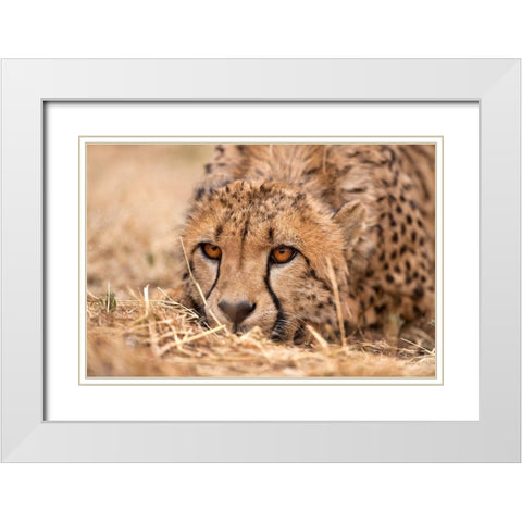 Cheetah Resting White Modern Wood Framed Art Print with Double Matting by Jimmyz
