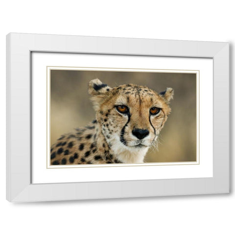 Cheetah Stare White Modern Wood Framed Art Print with Double Matting by Jimmyz