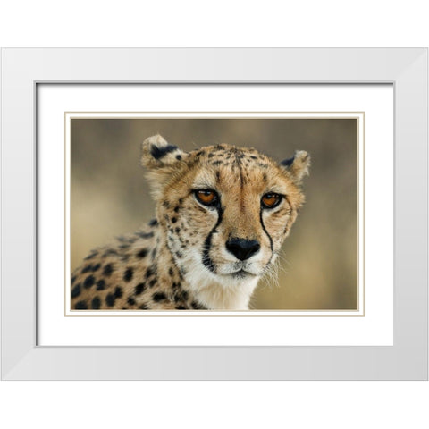 Cheetah Stare White Modern Wood Framed Art Print with Double Matting by Jimmyz