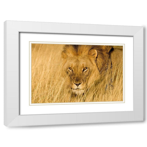 Lion Eyes White Modern Wood Framed Art Print with Double Matting by Jimmyz