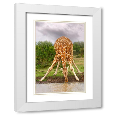 Drinking Giraffe White Modern Wood Framed Art Print with Double Matting by Jimmyz