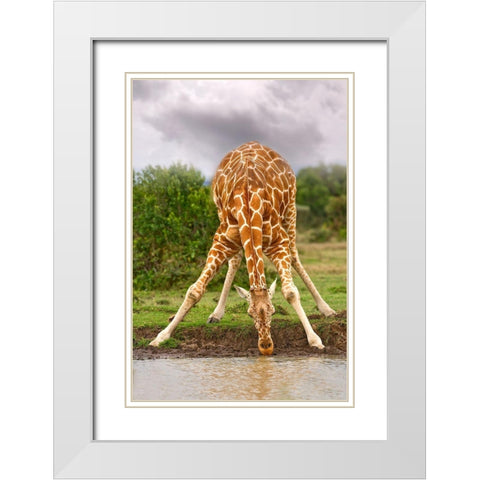 Drinking Giraffe White Modern Wood Framed Art Print with Double Matting by Jimmyz