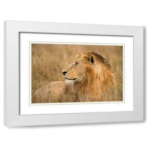 King of the Wild I White Modern Wood Framed Art Print with Double Matting by Jimmyz
