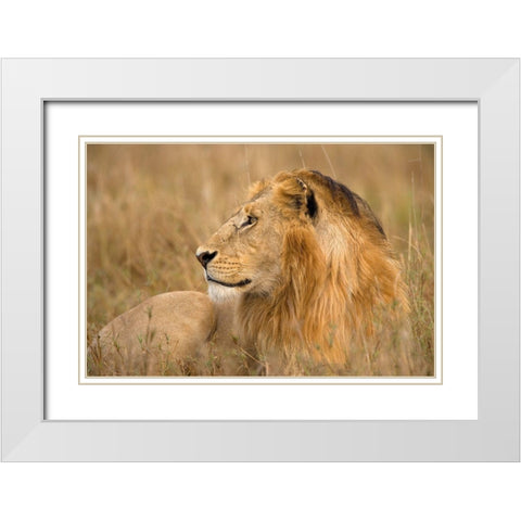 King of the Wild I White Modern Wood Framed Art Print with Double Matting by Jimmyz