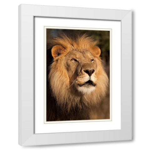 Lion at Sunset White Modern Wood Framed Art Print with Double Matting by Jimmyz