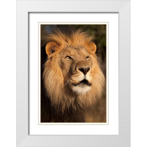 Lion at Sunset White Modern Wood Framed Art Print with Double Matting by Jimmyz