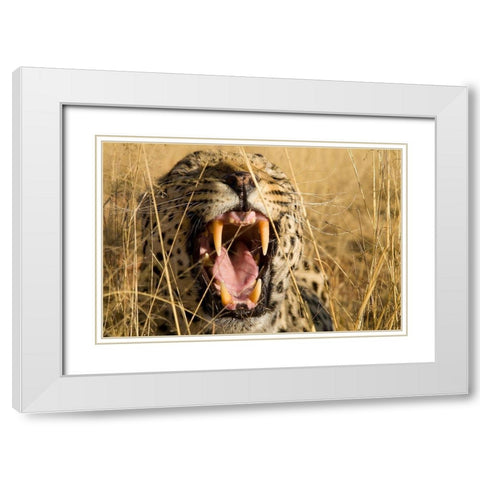 Leopard Growl White Modern Wood Framed Art Print with Double Matting by Jimmyz