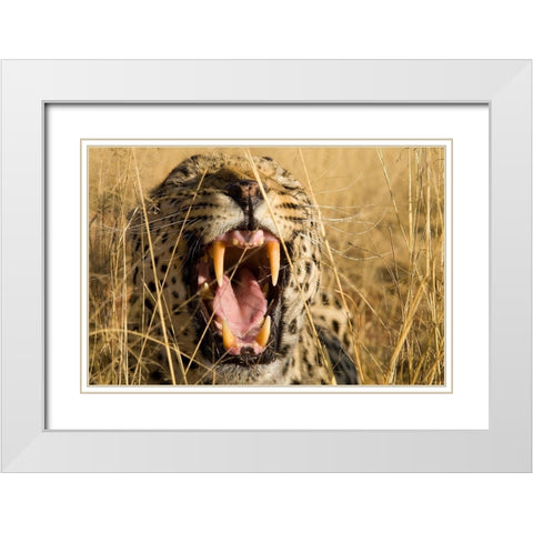 Leopard Growl White Modern Wood Framed Art Print with Double Matting by Jimmyz