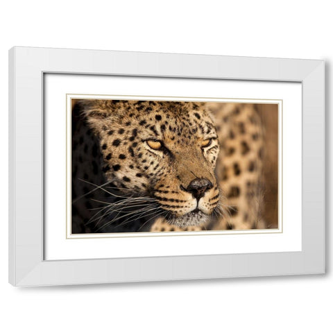 Cheetah Stare White Modern Wood Framed Art Print with Double Matting by Jimmyz
