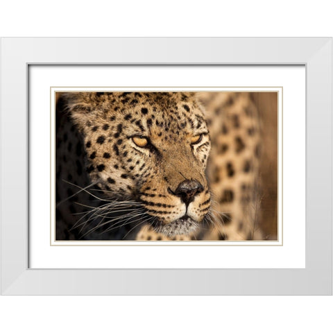 Cheetah Stare White Modern Wood Framed Art Print with Double Matting by Jimmyz