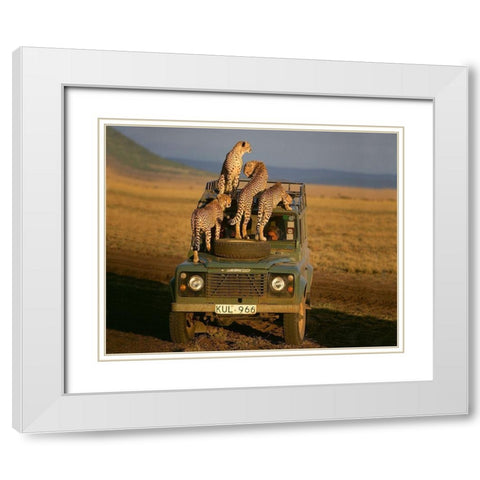 Cheetahs on Safari White Modern Wood Framed Art Print with Double Matting by Jimmyz