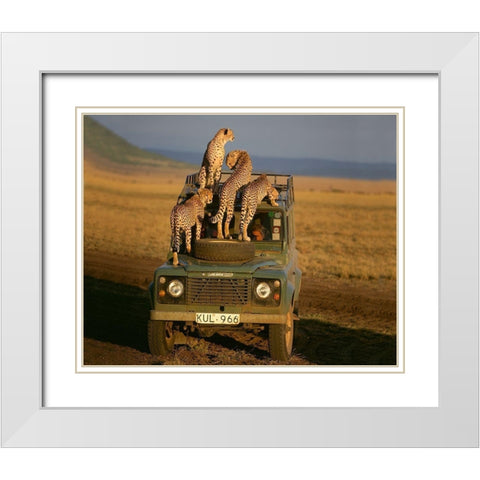 Cheetahs on Safari White Modern Wood Framed Art Print with Double Matting by Jimmyz