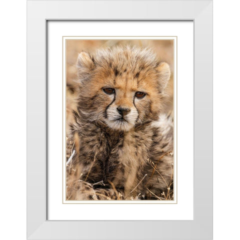 Baby Cheetah White Modern Wood Framed Art Print with Double Matting by Jimmyz