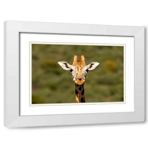 Curious Giraffe White Modern Wood Framed Art Print with Double Matting by Jimmyz