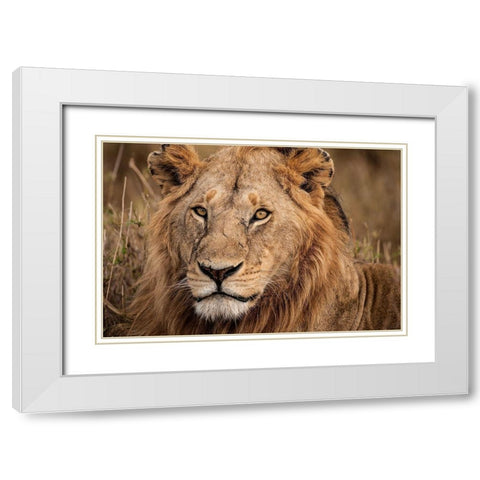 King of the Wild II White Modern Wood Framed Art Print with Double Matting by Jimmyz