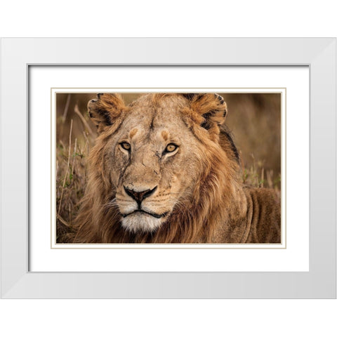 King of the Wild II White Modern Wood Framed Art Print with Double Matting by Jimmyz