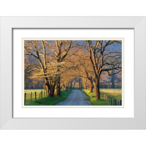 Sunset Path White Modern Wood Framed Art Print with Double Matting by Jimmyz