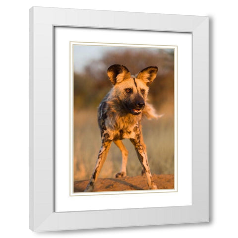 Hyena Stare White Modern Wood Framed Art Print with Double Matting by Jimmyz