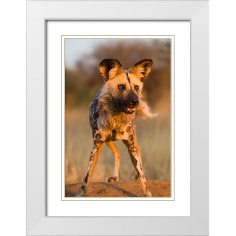 Hyena Stare White Modern Wood Framed Art Print with Double Matting by Jimmyz