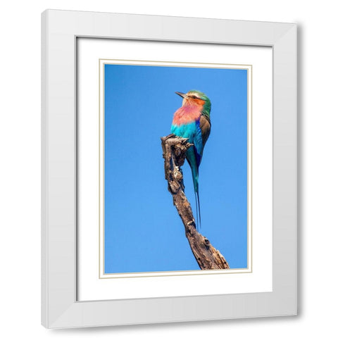 Hummingbird Sight White Modern Wood Framed Art Print with Double Matting by Jimmyz