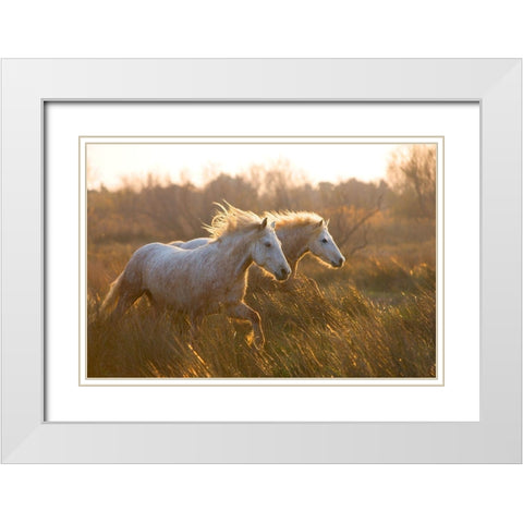 Two Horses Galloping White Modern Wood Framed Art Print with Double Matting by Jimmyz