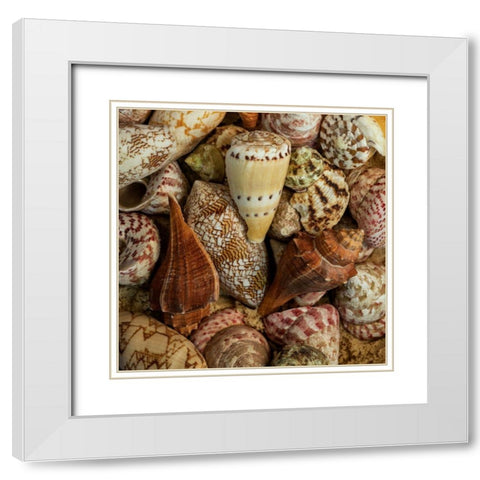 Mini Conch Shells I White Modern Wood Framed Art Print with Double Matting by Amos, Andy