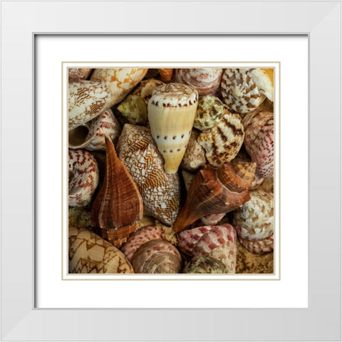 Mini Conch Shells I White Modern Wood Framed Art Print with Double Matting by Amos, Andy