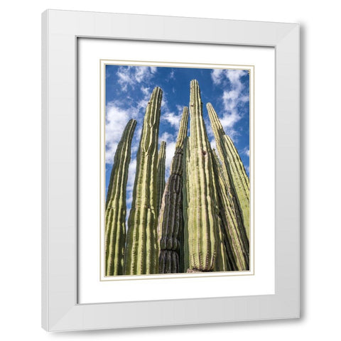 Tall Garden of Cactus White Modern Wood Framed Art Print with Double Matting by Bill Carson Photography