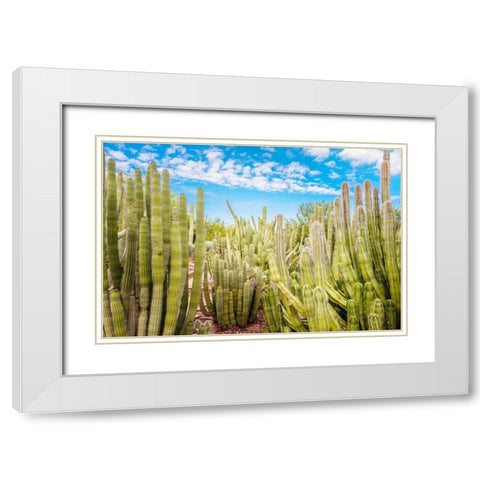 Cactus Garden White Modern Wood Framed Art Print with Double Matting by Bill Carson Photography