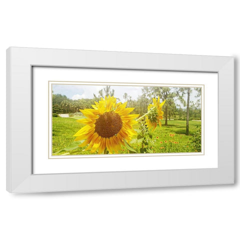 Summer Sunflower II White Modern Wood Framed Art Print with Double Matting by Wilson, Kali