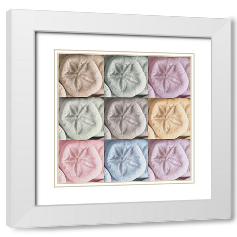 Harbor Sand Dollars White Modern Wood Framed Art Print with Double Matting by Amos, Andy