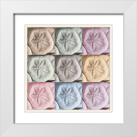 Harbor Sand Dollars White Modern Wood Framed Art Print with Double Matting by Amos, Andy