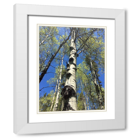 Aspens Reaching for the Sky White Modern Wood Framed Art Print with Double Matting by Coppel, Anna