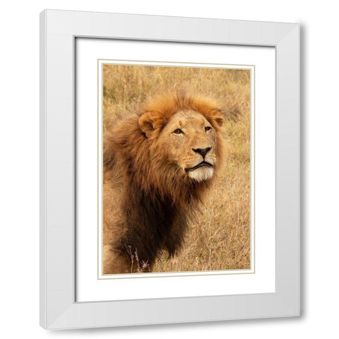 Lions Intent Stare White Modern Wood Framed Art Print with Double Matting by Mansfield, Kathy