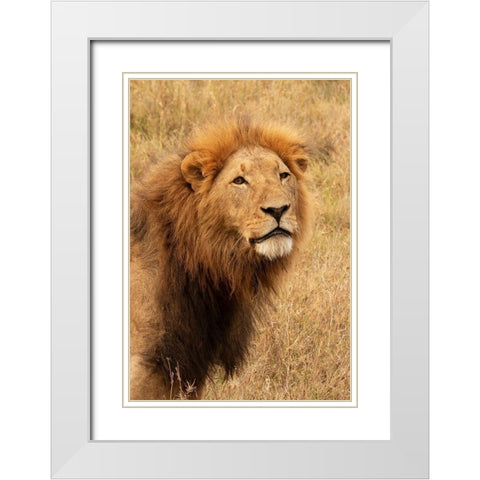 Lions Intent Stare White Modern Wood Framed Art Print with Double Matting by Mansfield, Kathy