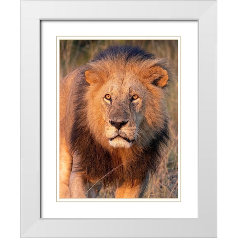 Approaching Lion White Modern Wood Framed Art Print with Double Matting by Mansfield, Kathy