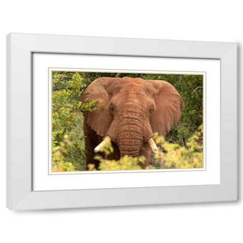Elephant on Alert White Modern Wood Framed Art Print with Double Matting by Mansfield, Kathy