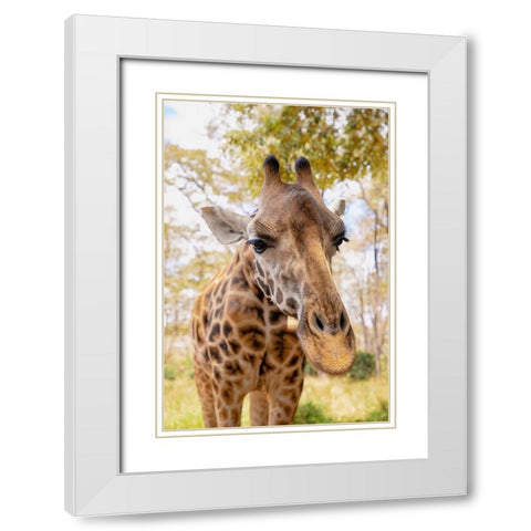 Curious Giraffe White Modern Wood Framed Art Print with Double Matting by Mansfield, Kathy