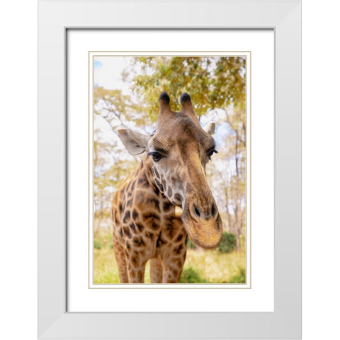 Curious Giraffe White Modern Wood Framed Art Print with Double Matting by Mansfield, Kathy
