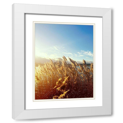 Beach Grass White Modern Wood Framed Art Print with Double Matting by Jane, Sarah