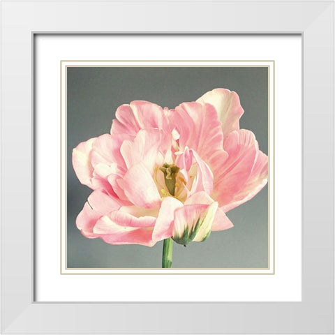 Pink Bloom White Modern Wood Framed Art Print with Double Matting by Jane, Sarah