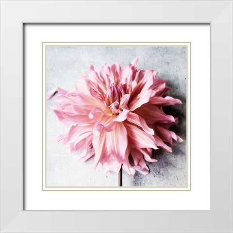 Freshly Picked from the Garden White Modern Wood Framed Art Print with Double Matting by Jane, Sarah