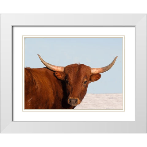 Steer White Modern Wood Framed Art Print with Double Matting by Walker, Carol