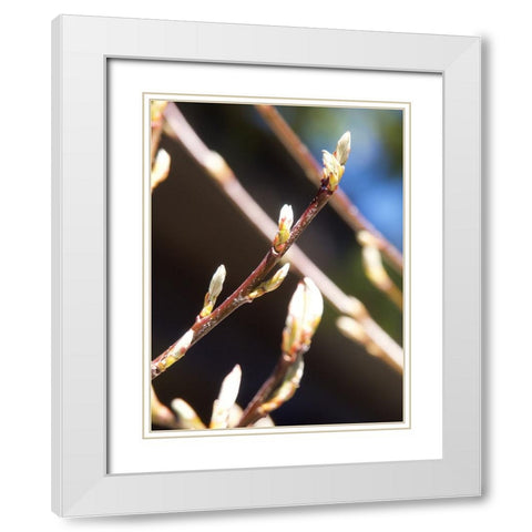 Into Nature I White Modern Wood Framed Art Print with Double Matting by Hyler, JB