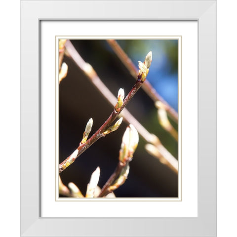 Into Nature I White Modern Wood Framed Art Print with Double Matting by Hyler, JB