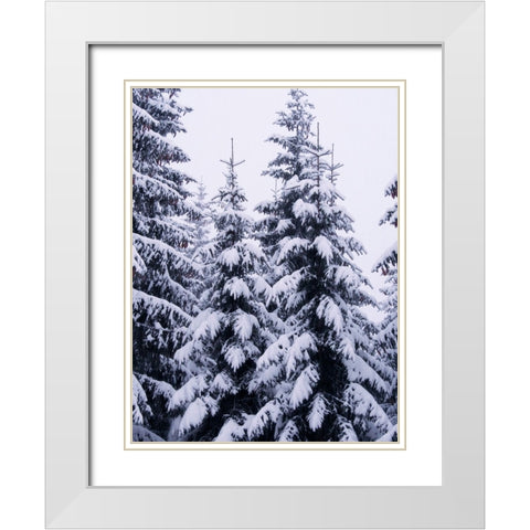 Snowy Evergreen White Modern Wood Framed Art Print with Double Matting by Hyler, JB