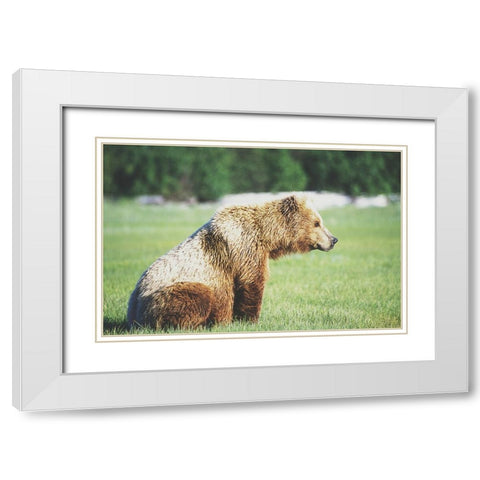 Gazing Bear White Modern Wood Framed Art Print with Double Matting by Walker, Carol