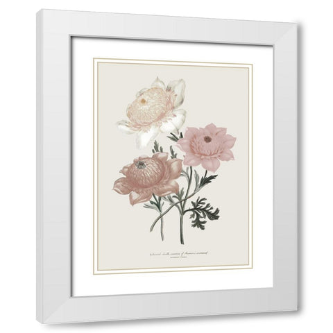 Anemone Coronaria I White Modern Wood Framed Art Print with Double Matting by Piddix
