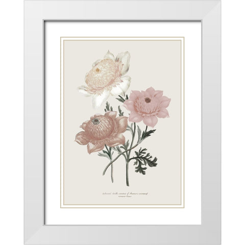 Anemone Coronaria I White Modern Wood Framed Art Print with Double Matting by Piddix